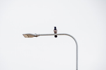 A solitary crow perched on a streetlight under a white sky. Stillness and simplicity, minimalist...
