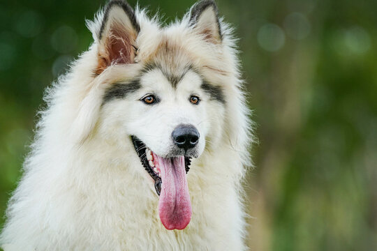 Alaskan-Malamute Images – Browse 310 Stock Photos, Vectors, and
