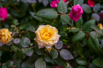 Close-up photo of a yellow rose flower in bloom