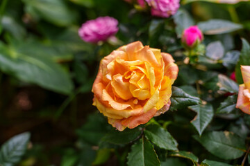Close-up photo of a yellow rose flower in bloom