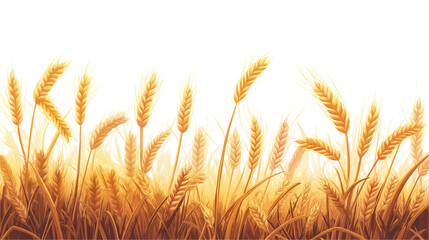 golden wheat field isolated on transparent white background, clipping path