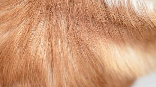 dog red hair