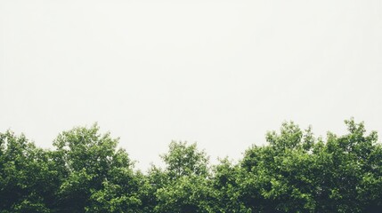 Obraz premium Lush green treetops against overcast sky; nature backdrop