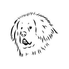 Tibetan Mastiff dog hand drawn sketch. Rare purebred dog illustration.