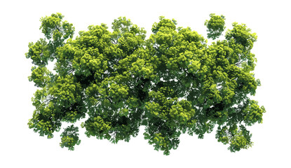 Obraz premium Vector illustration Aerial forest trees view, canopy, greenery, transparent PNG background, nature, eco-friendly, tree tops, outdoor, forest landscape, jungle, natural environment
