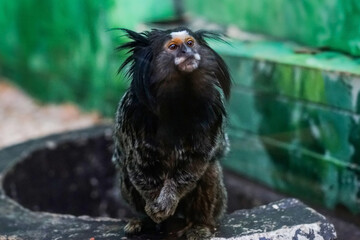 A Black-tufted Marmoset (Callithrix penicillata) sits alertly, its dark fur contrasting with its white facial markings and orange brow. Native to Brazil, it thrives in forests and urban areas.