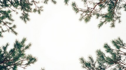 Fototapeta premium Pine tree branches frame, sky background, nature design, website header