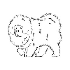 Tibetan Mastiff dog hand drawn sketch. Rare purebred dog illustration.