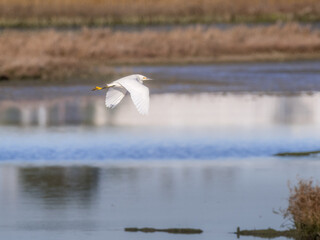 Snowy Egret in flight