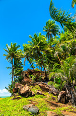 Palms at Saint Joseph Island, one of Salvation Islands in French Guiana, South America