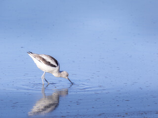 American avocet reflection