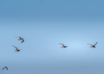 birds in flight