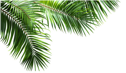 Palm leaves, cut-out foliage, vector illustration, 3d rendering, tropical design, transparent backgrounds, realistic greenery, nature background, lush foliage, exotic plants