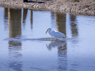 egret eating a fish
