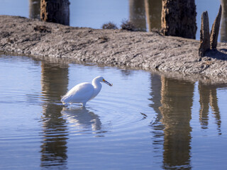 Egret eating a fish