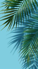 Obraz premium Palm tree leaf backgrounds outdoors.