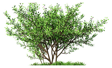 Obraz premium Shrubs tree cut out shape, vector illustration, 3D rendering, PNG, transparent background, nature elements, eco design, garden landscape, tree silhouette, foliage background