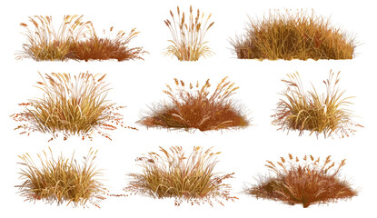 vector illustration dried grass cutout, savanna field, meadows set, transparent backgrounds, prairie, wild grass, dry vegetation, nature clipart, landscape design, isolated elements © aura studio