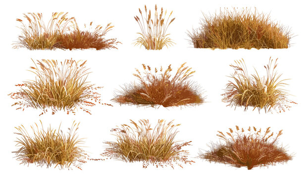 vector illustration dried grass cutout, savanna field, meadows set, transparent backgrounds, prairie, wild grass, dry vegetation, nature clipart, landscape design, isolated elements