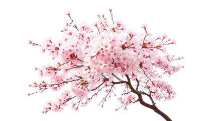 Fototapeta premium Pink cherry blossom tree in full bloom with delicate branches and petals in a seasonal nature illustration