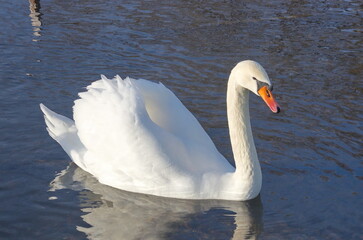 White swans with their chicks on the lake in winter.