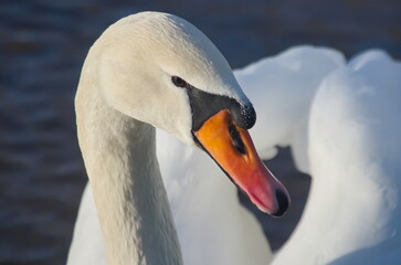 White swans with their chicks on the lake in winter.