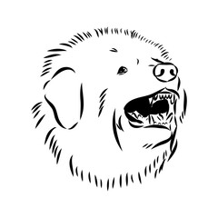 Tibetan Mastiff dog hand drawn sketch. Rare purebred dog illustration.