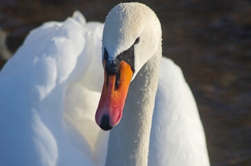White swans with their chicks on the lake in winter.