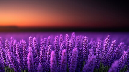 Obraz premium A vibrant field of lavender blooms under a colorful sunset, showcasing rich purple hues against a warm, fading sky.
