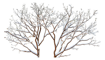 Dried tree branches covered with snow, vector illustration, cutout, transparent backgrounds, winter, isolated, frost, cold season, snowfall, nature, decoration, white, frozen, icy
