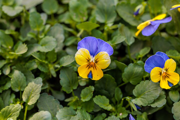 Close-up photo of colorful pansy flowers in bloom
