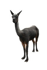 A freshly shorn alpaca isolated on a transparent PNG background