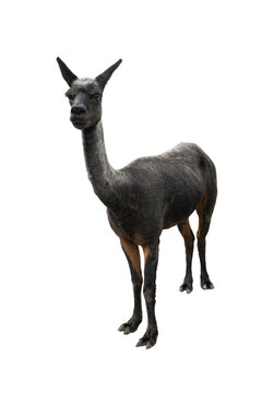 A freshly shorn alpaca isolated on a transparent PNG background