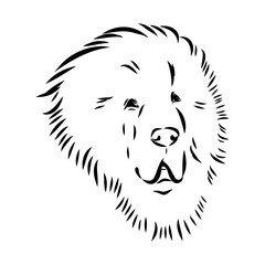 Tibetan Mastiff dog hand drawn sketch. Rare purebred dog illustration.