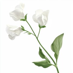 Obraz premium Elegant White Flowers on Isolated Background Showcasing Natural Beauty and Delicate Details