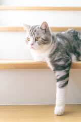 cute cat plays on the stairs of a house with sunlight shining down, Cute cat in the house, Silver Scottish 