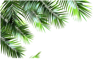 palm leaves vector illustration, realistic 3D layout, transparent corner, tropical foliage design, green nature elements, exotic plants, summer background, PNG artwork, palm tree decor
