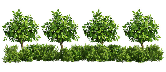 Greenery fence group shrubs 3d rendering png, transparent background, garden plants, foliage, outdoor, cut out, nature, greenery, landscape, natural elements