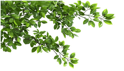 Green tree branch leafs corner composition, vector illustration, 3D illustration, isolate, PNG, nature, foliage, decorative border, eco design, spring, fresh leaves, clipart, transparent © aura studio