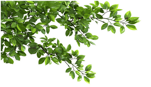 Green tree branch leafs corner composition, vector illustration, 3D illustration, isolate, PNG, nature, foliage, decorative border, eco design, spring, fresh leaves, clipart, transparent