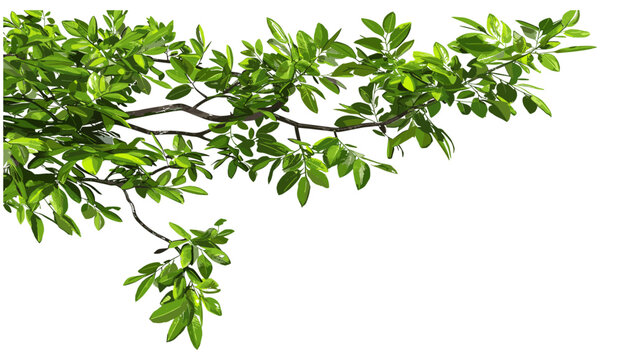 Vector illustration of green tree branch leafs, 3D illustration, isolate, PNG, corner composition, fresh leaves, nature, foliage, botanical, eco-friendly, forest, spring, decorative frame