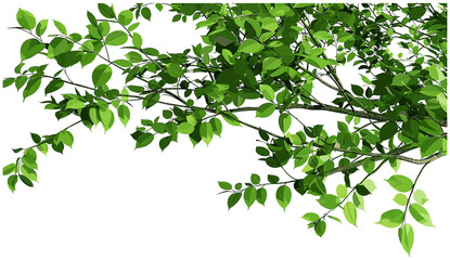 Isolated greenery tree leaves branches vector illustration, realistic on transparent backgrounds, nature leaves, tree foliage, fresh greenery, transparent foliage, isolated tree branches