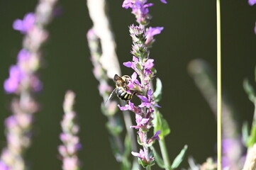 Abeille qui butine sur une fleur violette