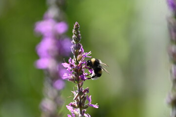 Abeille qui butine sur une fleur violette