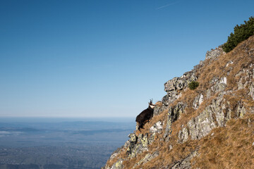 Fototapeta premium Chamois, meeting on a high-mountain tourist trail. High Tatras. 