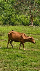 Thin Brown Cow Grazing on Green Pasture in Rural Countryside
