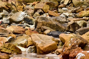 Assortment of Weathered Rocks and Boulders on a Coastal Shoreline