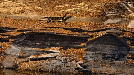 Monitor Lizard Walking Along Leaf-Covered Terrain in a Natural Habitat