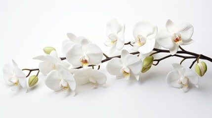 Obraz premium close indoor plant white background