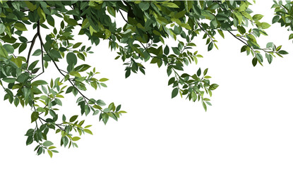 Large tree branches vector illustration, foliage leaves, top border png, greenery, plant design, natural frame, eco leaves, tree canopy, botanical concept, fresh nature backdrop